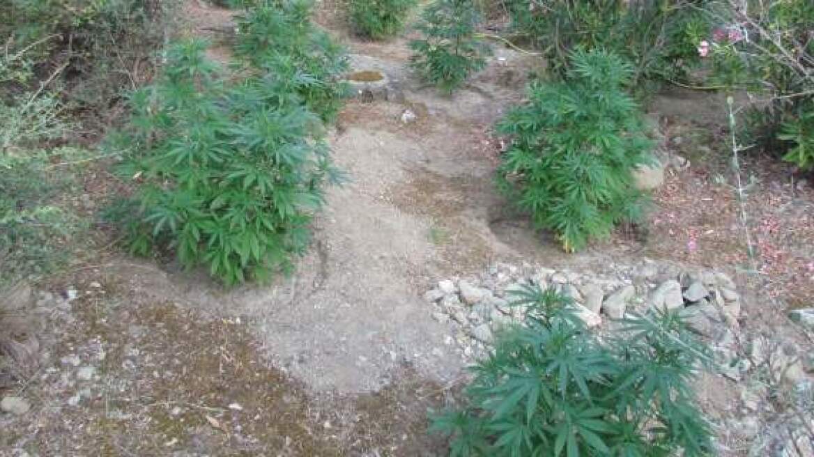 Ηράκλειο: Γείτονες καλλιεργούσαν χασισόδεντρα στα σπίτια τους