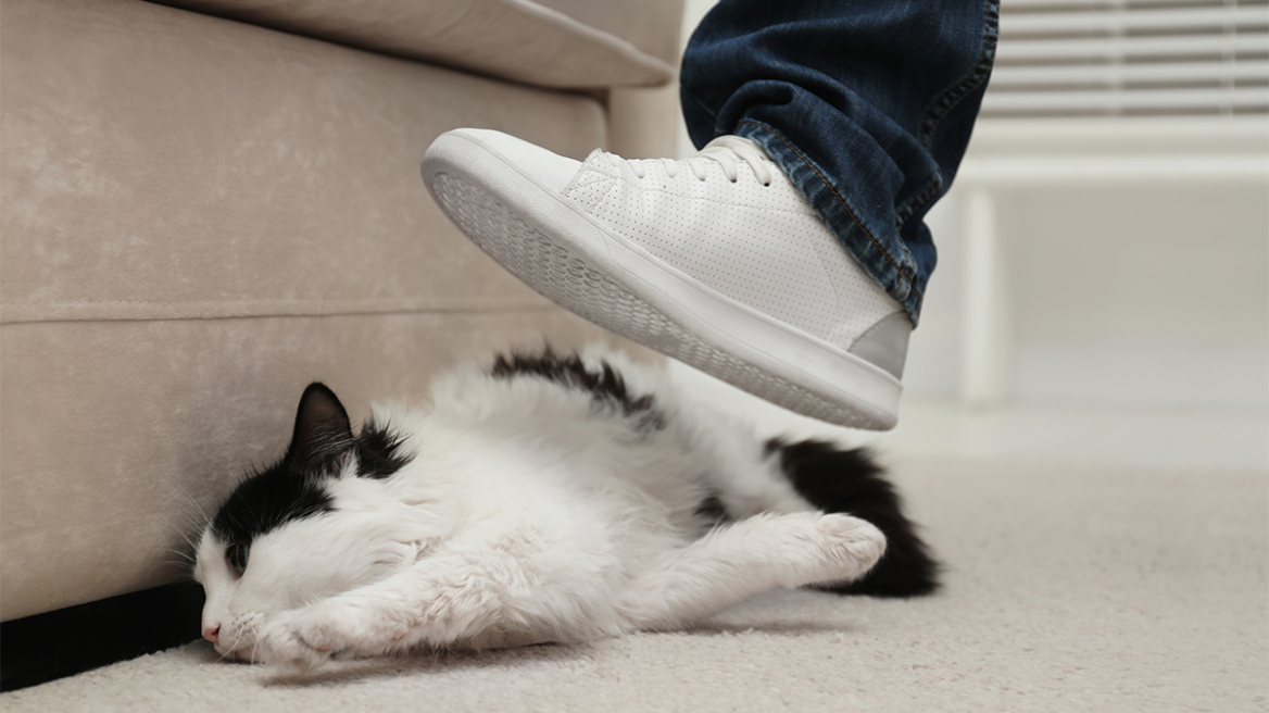 Διαταραχή προσωπικότητας – Έλλειψη τρυφερότητας: Ποιοι άνθρωποι κακοποιούν ζώα