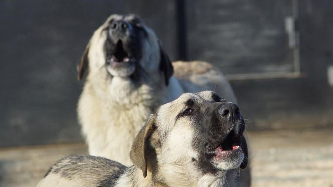 Βαρύ πρόστιμο για 52χρονο που είχε μαντρωμένα 38 σκυλιά