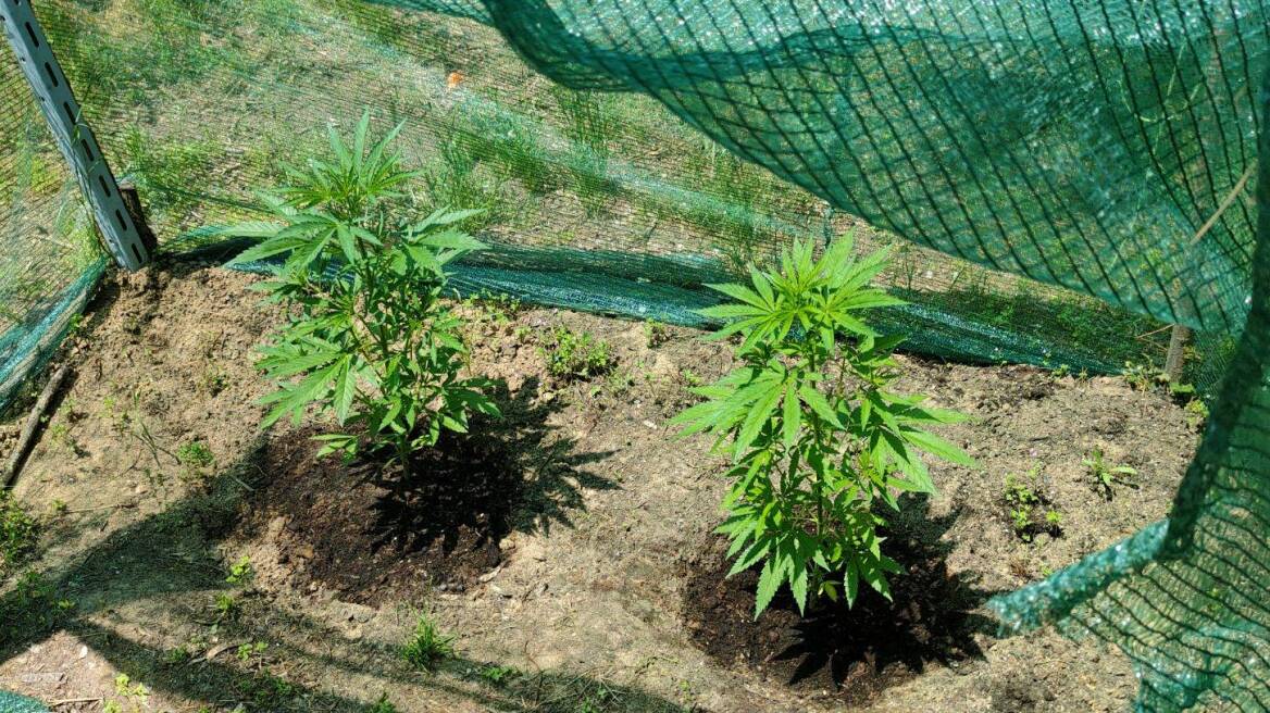 Μοίρασε τα χασισόδεντρα σε δυο θερμοκήπια