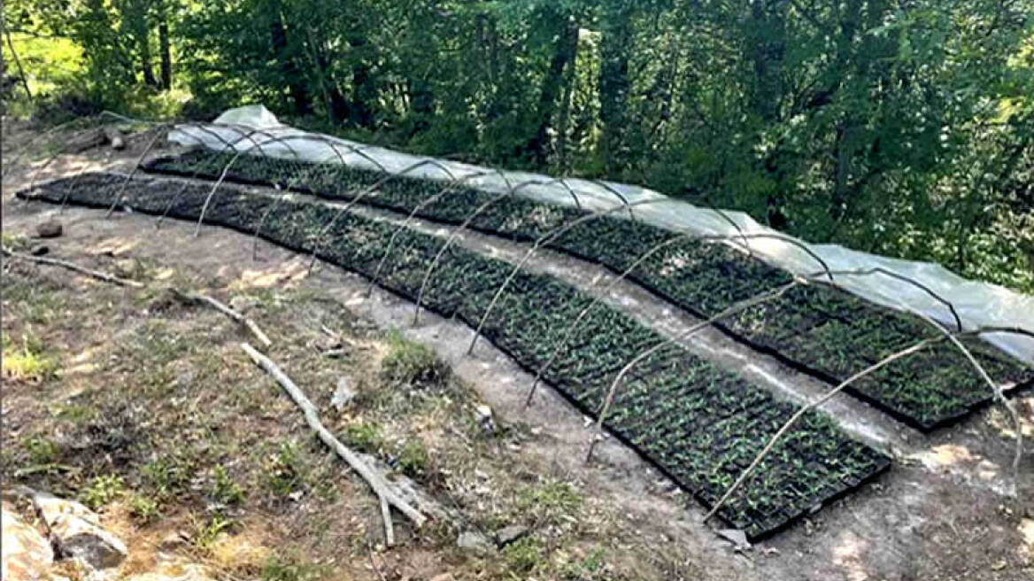 Πάνω από 2.000 χασισόδεντρα σε «ορφανό» φυτώριο στην Καρδίτσα