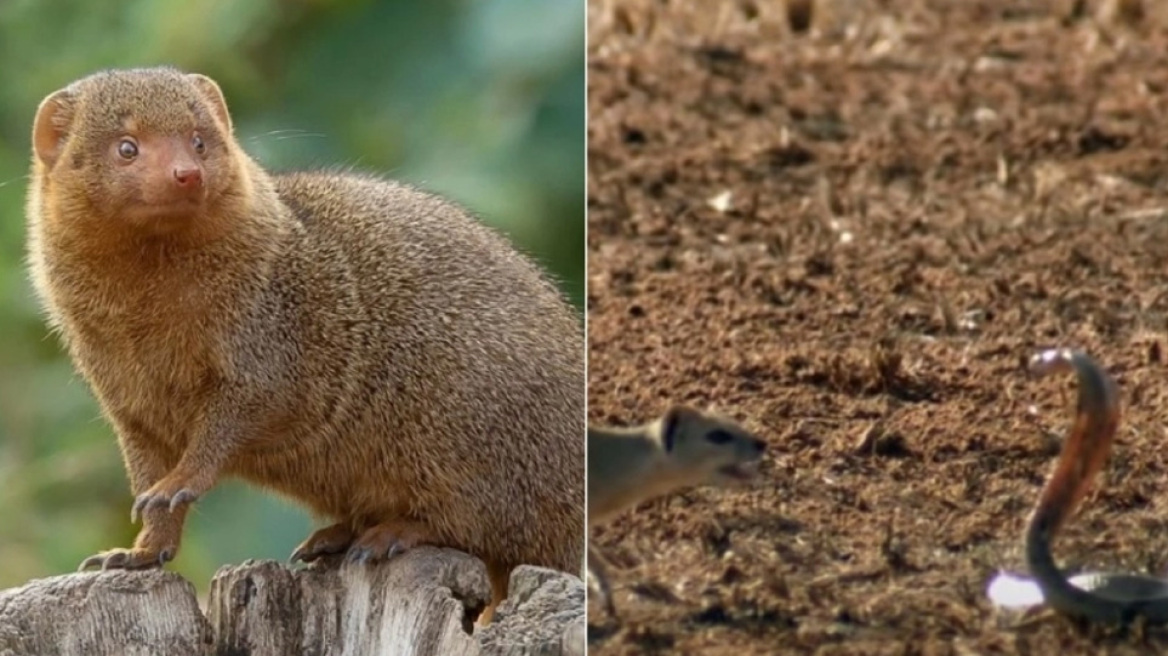 Η μάχη των μαχών: Μαγκούστα εναντίον κόμπρας (vid)