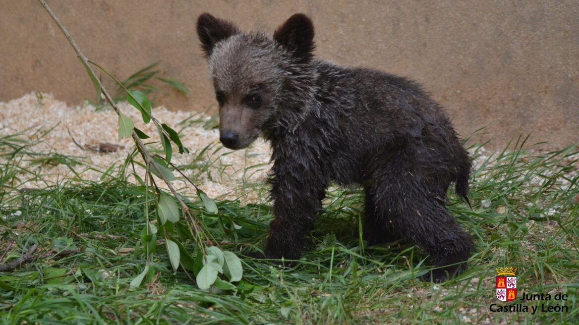 Ισπανία: Οι αρχές αναζητούν θηλυκή αρκούδα που χωρίστηκε από το μικρό της
