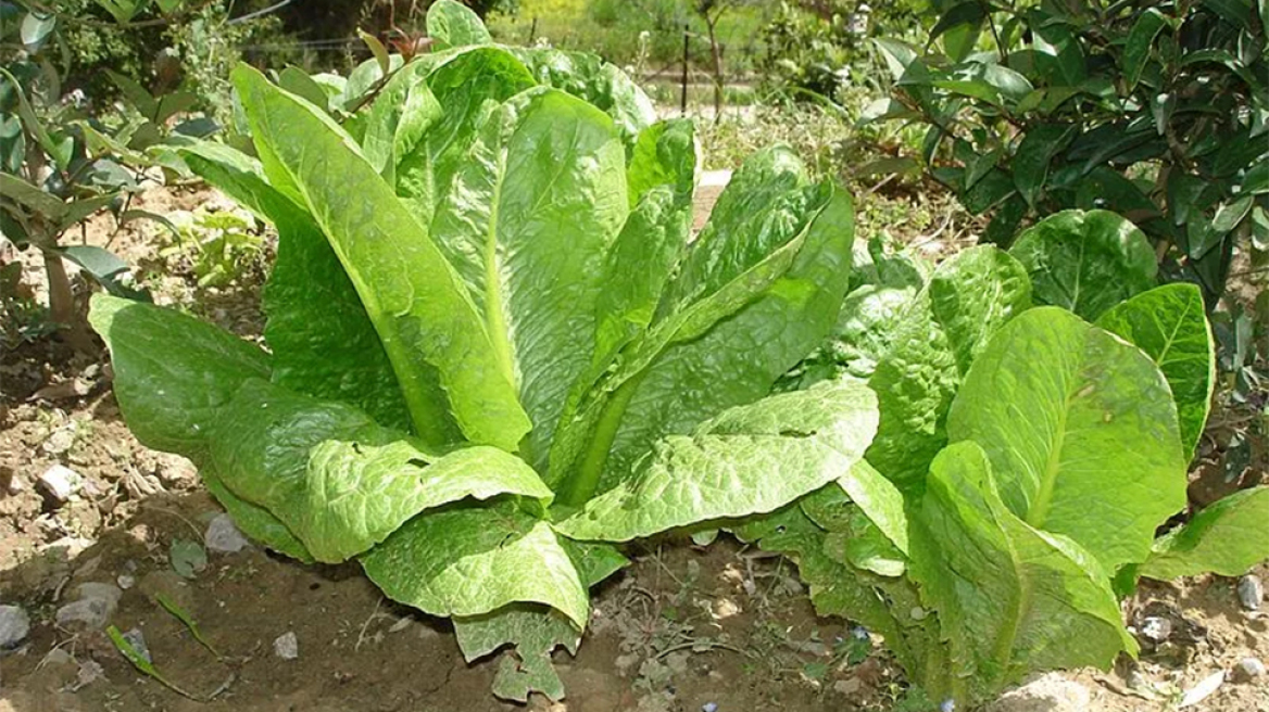 «Τέλος» το… μαρούλι από τα KFC – Από τι θα αντικατασταθεί