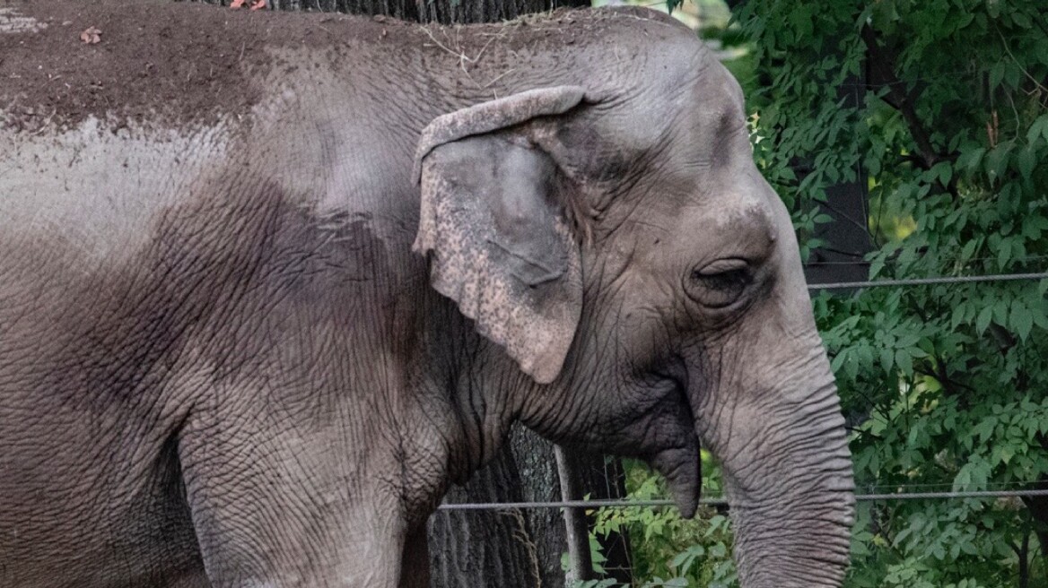 Ο ελέφαντας στον ζωολογικό κήπο «δεν είναι άνθρωπος», αποφάσισε δικαστήριο στη Νέα Υόρκη