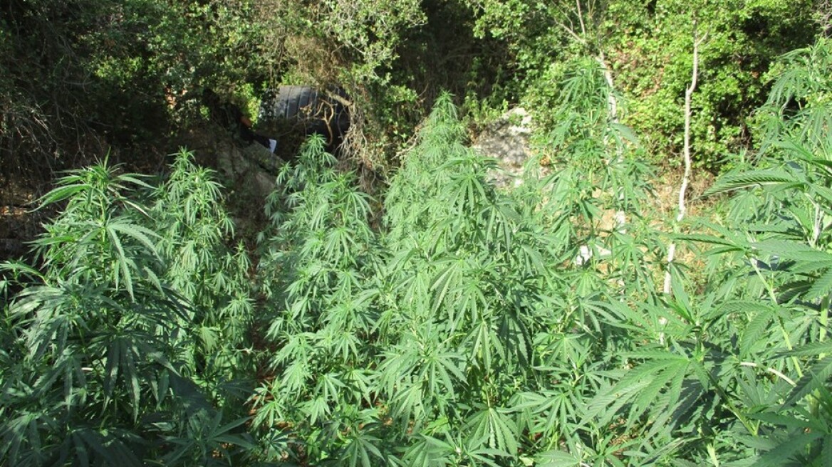 Κρήτη: «Δάση» με σχεδόν 3.000 χασισόδεντρα και όπλα