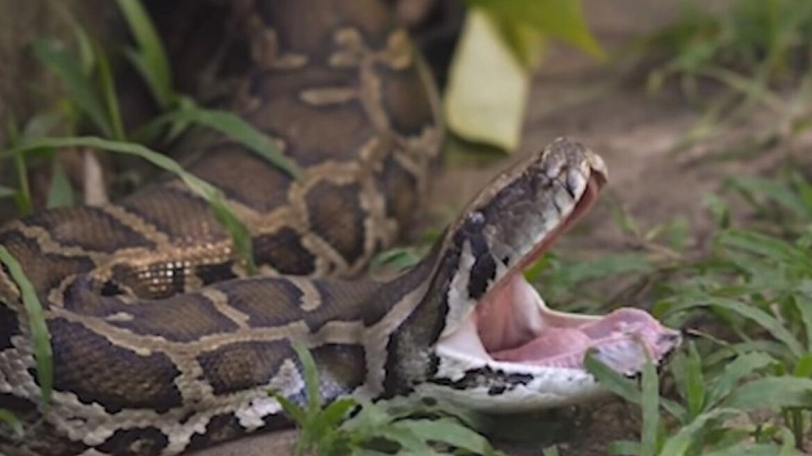Βρέθηκε βιρμανικός πύθωνας 98 κιλών: Είχε φάει ολόκληρο ελάφι και είχε μέσα του 122 αυγά (vid)