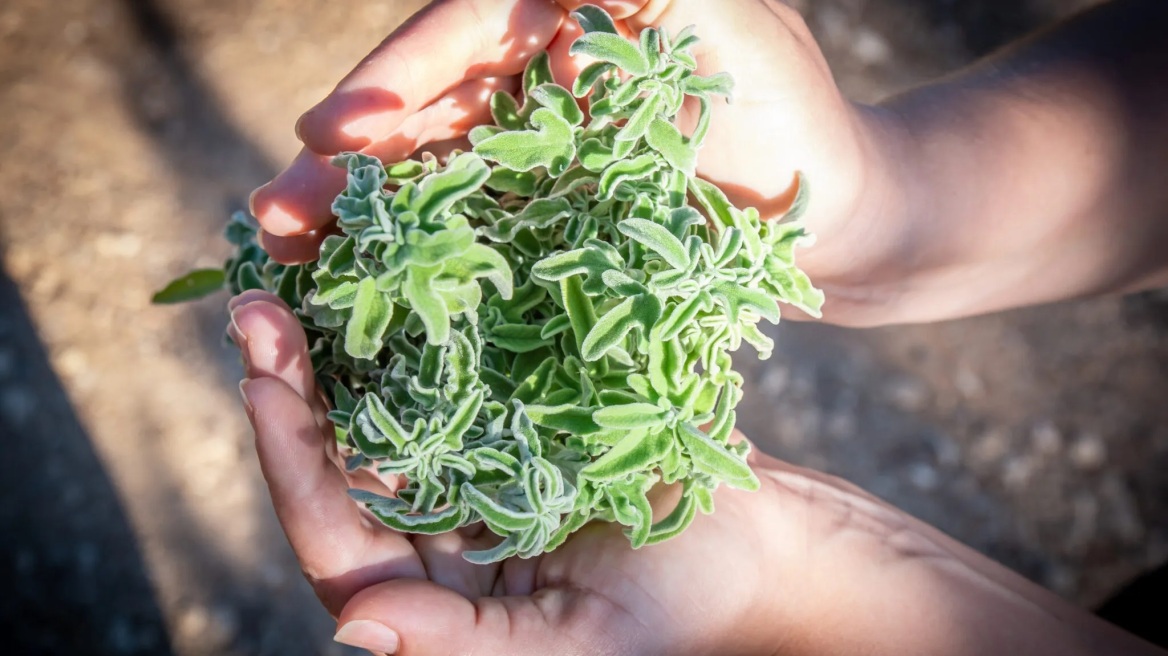 Τα βότανα της Κρήτης: Εξερεύνηση στη γη της αφθονίας