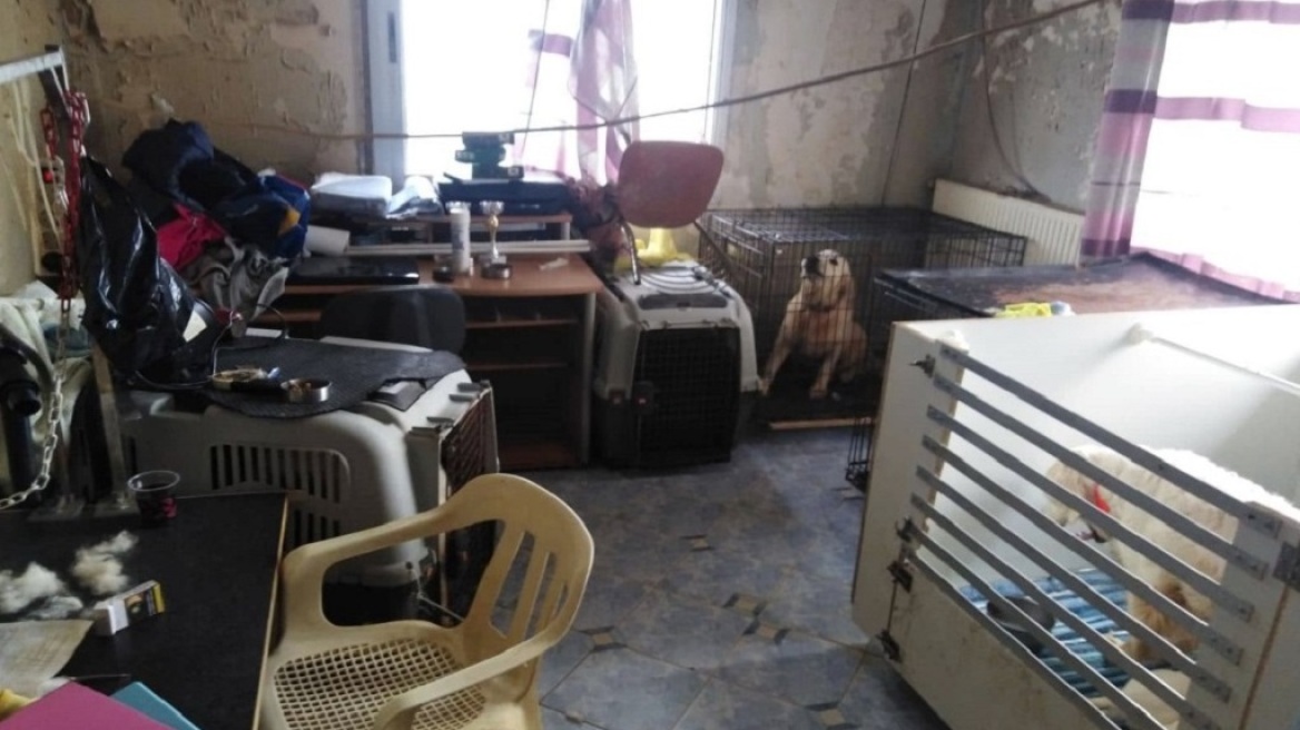 Ποινή φυλάκισης με αναστολή στην 60χρονη που κρατούσε 16 σκυλιά σε διαμέρισμα στη Θεσσαλονίκη