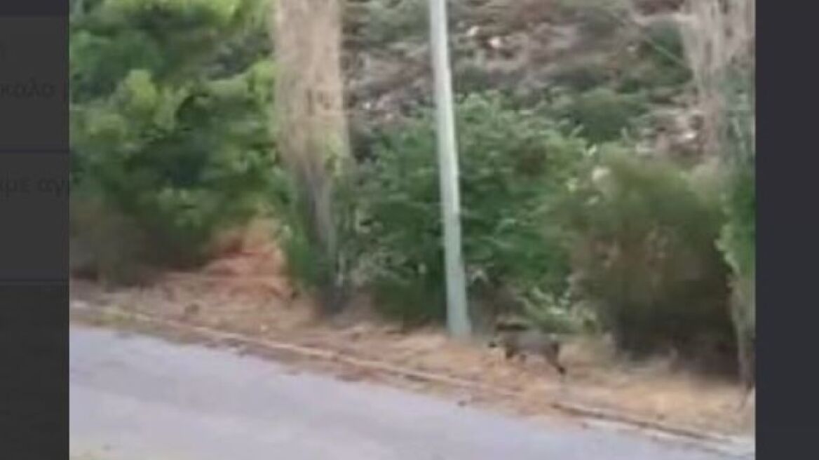 Τεράστιο αγριογούρουνο εμφανίστηκε τα ξημερώματα στο Ντράφι