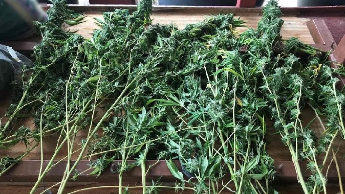 Φυτεία κάνναβης σε θαμνώδη περιοχή του Πλατανιά