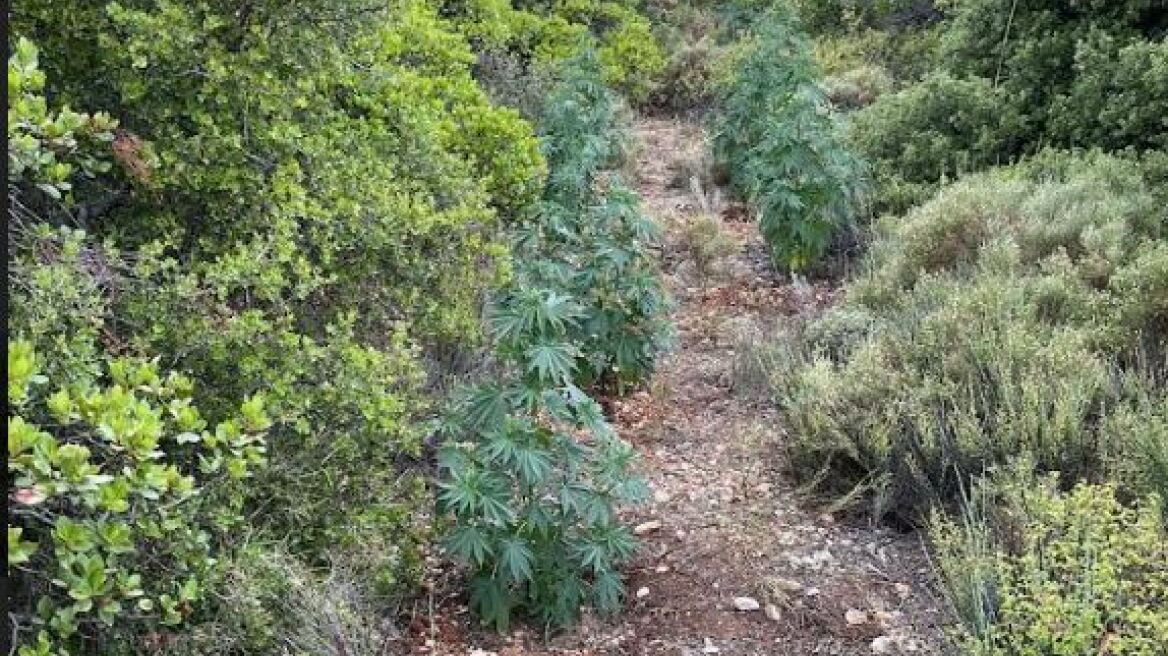 «Δάσος» με 182 χασισόδεντρα σε περιοχή της Κορινθίας