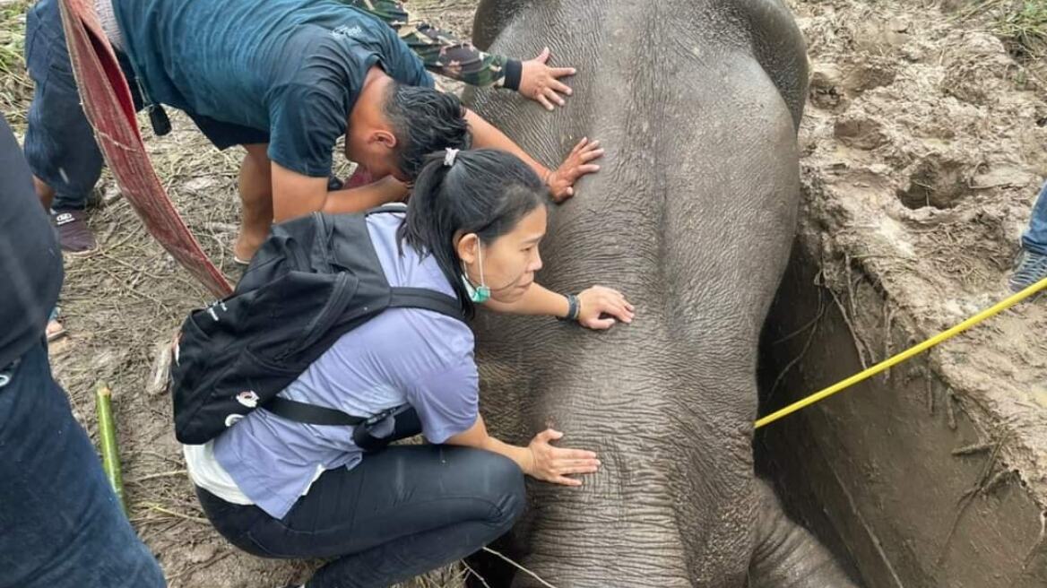 Βίντεο από τη δραματική διάσωση ελεφαντίνας και του μικρού της στην Ταϊλάνδη 