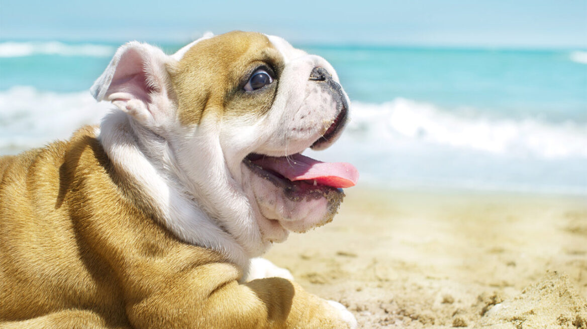 Σκύλος – Θερμοπληξία: Πως εκδηλώνεται; Συμβουλές SOS για να τον δροσίσετε