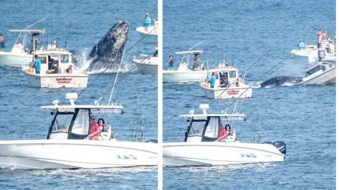 Φάλαινα πήδηξε έξω από το νερό και χτύπησε σκάφος στη Μασαχουσέτη - Δείτε βίντεο