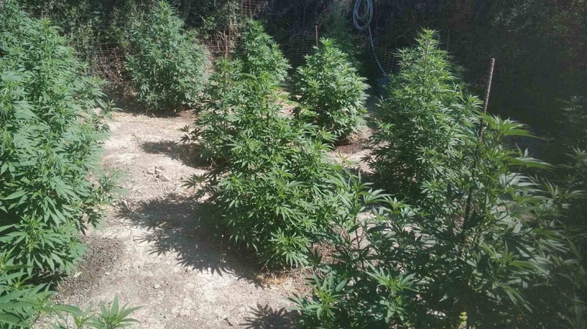 Κτηνοτρόφος διατηρούσε χασισοφυτεία στο Ρέθυμνο
