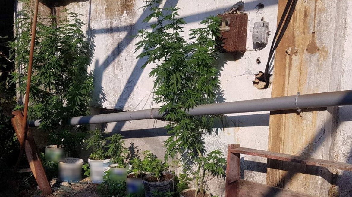 Αλλοδαποί καλλιεργούσαν και διακινούσαν κάνναβη στην Κέρκυρα