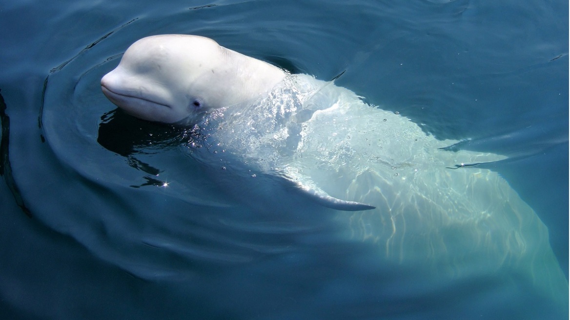 Γαλλία: Επιστήμονες παρακολουθούν με drones τη φάλαινα μπελούγκα που εμφανίστηκε στον Σηκουάνα