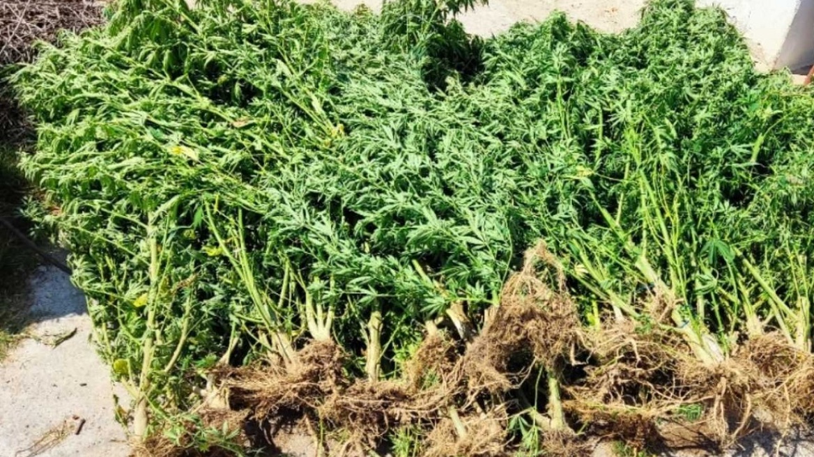 Ηλικιωμένος καλλιεργούσε «δάσος» με πεντάμετρα χασισόδεντρα