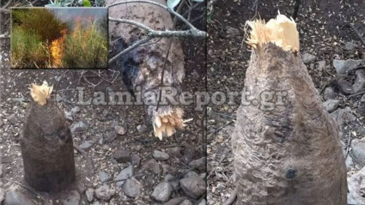 Φθιώτιδα: Τα... αγριογούρουνα πίσω από τη μεγάλη πυρκαγιά στο Λογγίτσι;