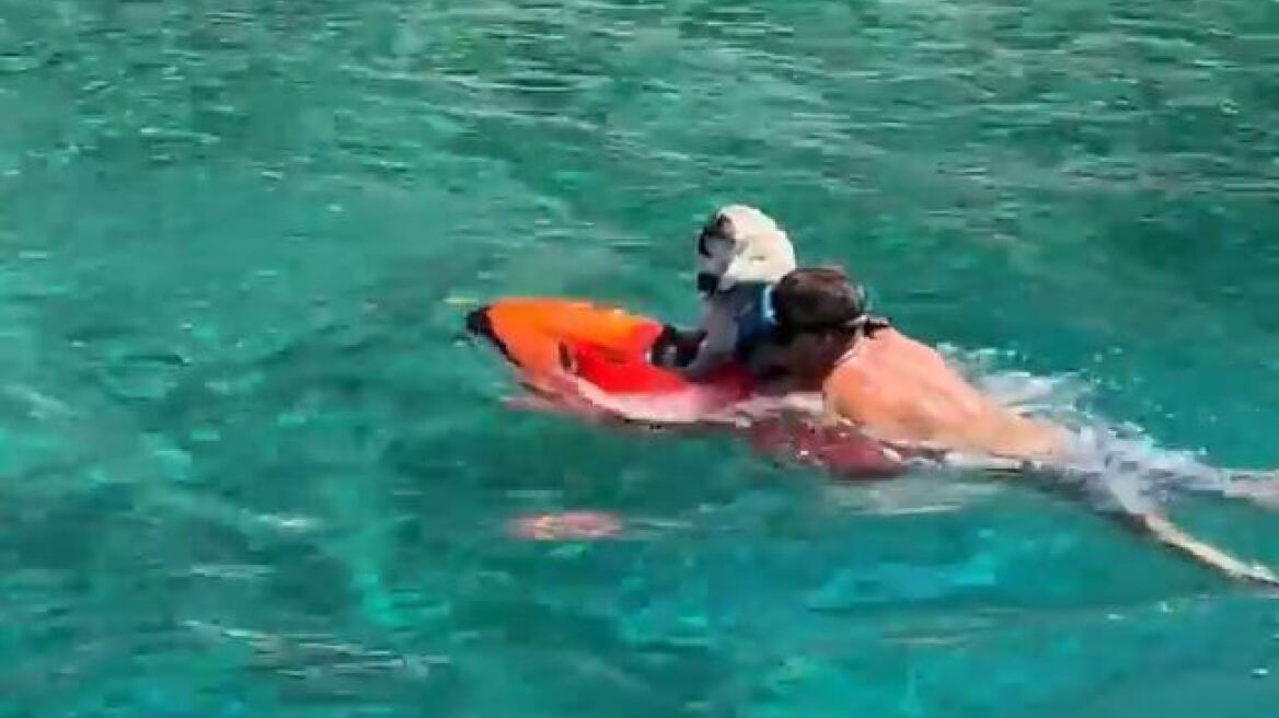 Πάνος Καμμένος: Έβαλε σε jetboard τον σκύλο του και τον έκανε βόλτα στη θάλασσα