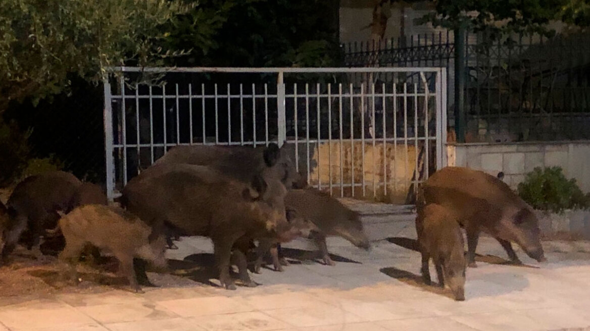 Κρυονέρι: Παραλίγο τραγωδία από άνδρα που κυνηγούσε αγριογούρουνα - Τραυματίστηκε γυναίκα