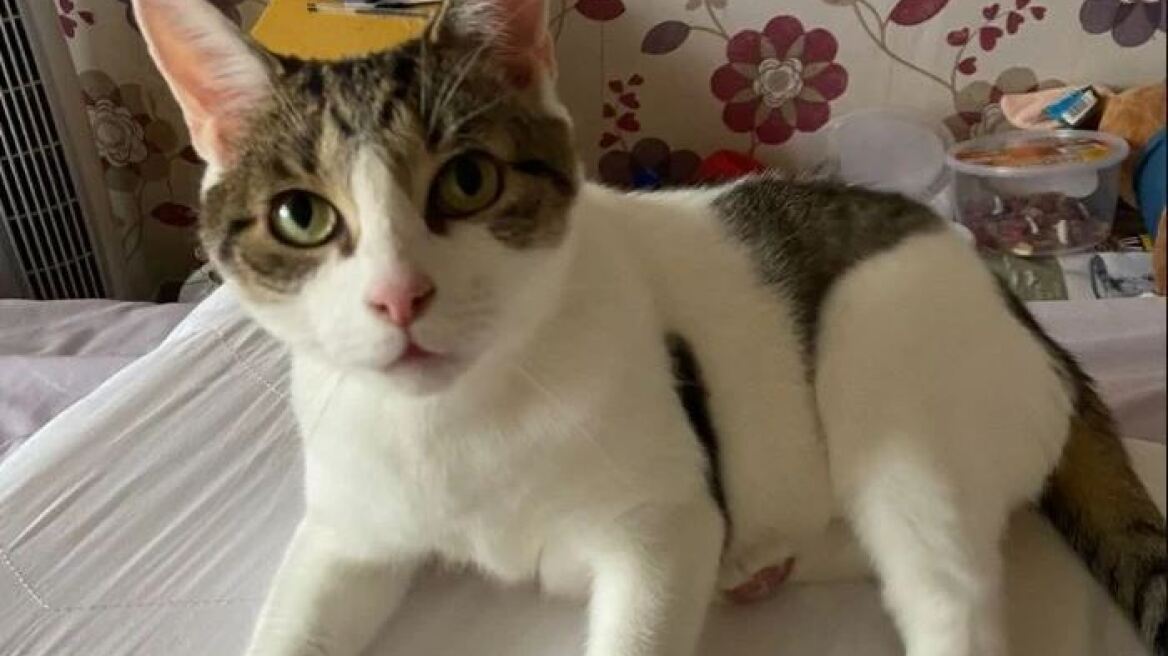 Φοβερό ένστικτο: Γάτα σώζει 42χρονη γυναίκα από καρδιακή προσβολή