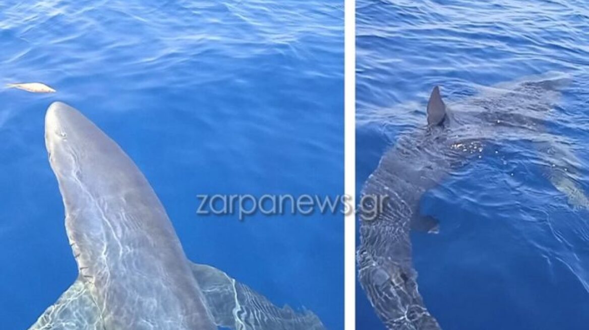 Βίντεο - Κύθηρα: Η τρομακτική στιγμή που ψαράδες... ταΐζουν γαλάζιο καρχαρία τριών μέτρων!