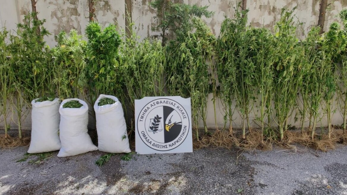 Θεσσαλονίκη: «Παραγωγοί» τρύγησαν πάνω από 20 κιλά κάνναβης