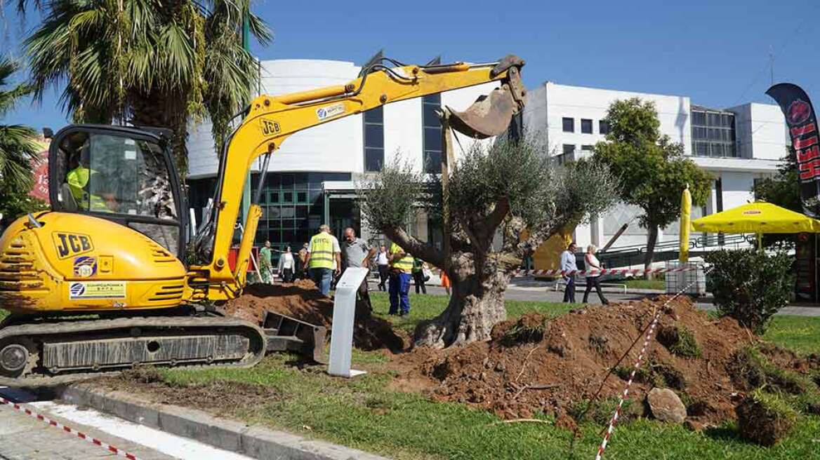 ΕΡΓΟΣΕ: Μεταφύτευσε υπεραιωνόβια ελιά στην «καρδιά» της ΔΕΘ