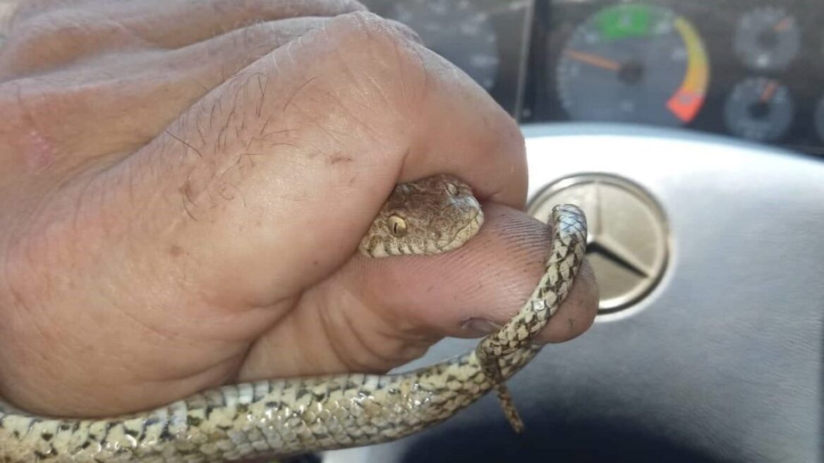 Χάνια: Φίδι τρύπωσε σε κλουβί και έφαγε τα καναρίνια