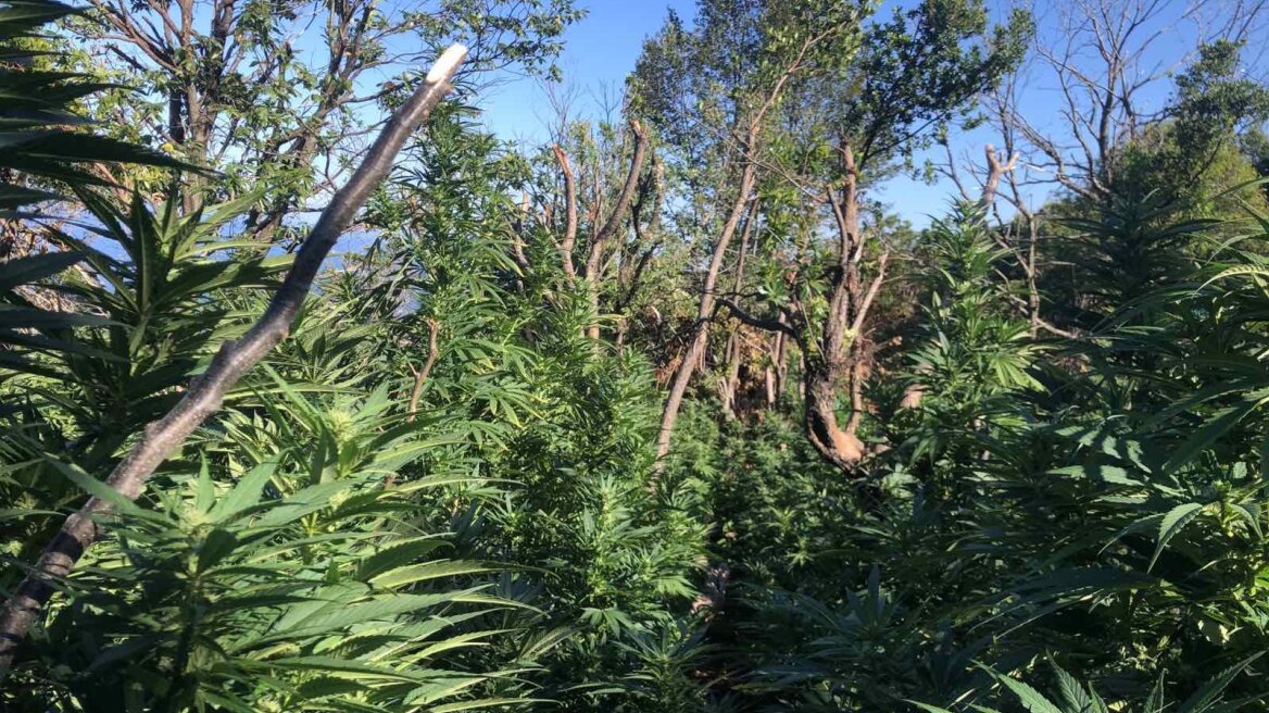 Μεγάλη φυτεία κάνναβης με 2.440 δενδρύλλια εντοπίστηκε στη Ζαγορά Μαγνησίας