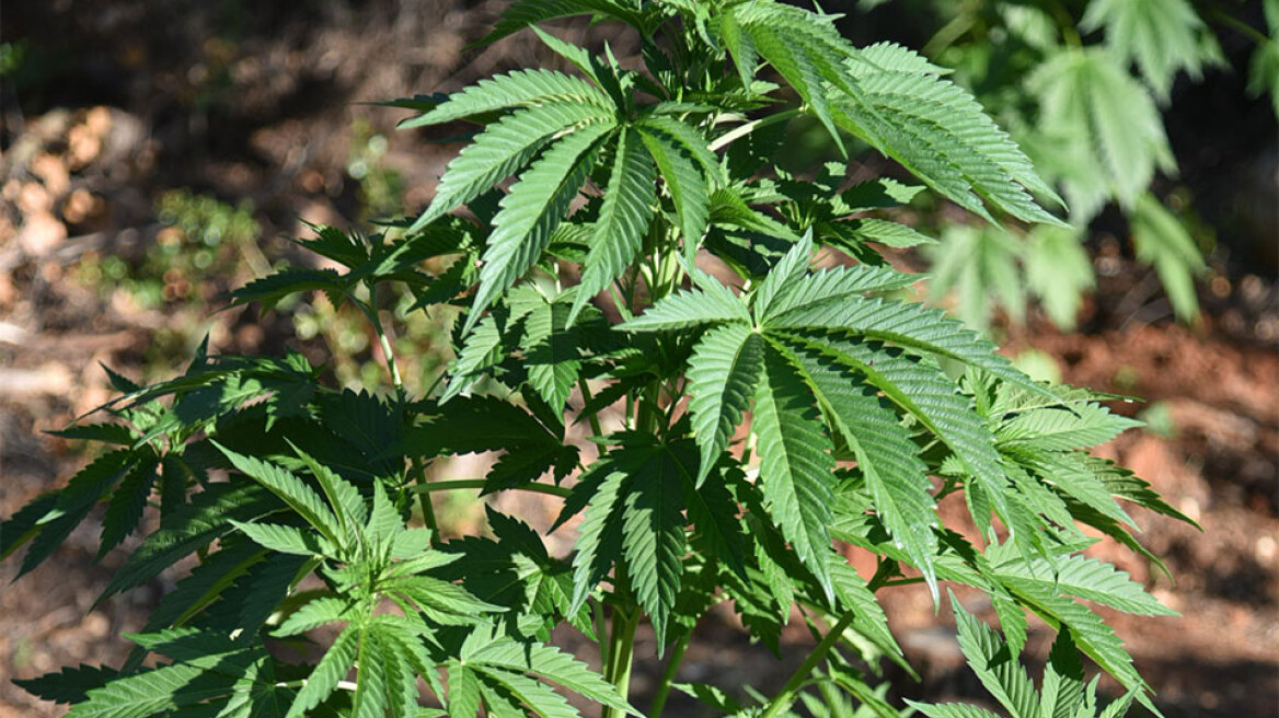 Φυτεία - μαμούθ με πάνω από 4.000 δενδρύλλια κάνναβης εντοπίστηκε στον Όλυμπο