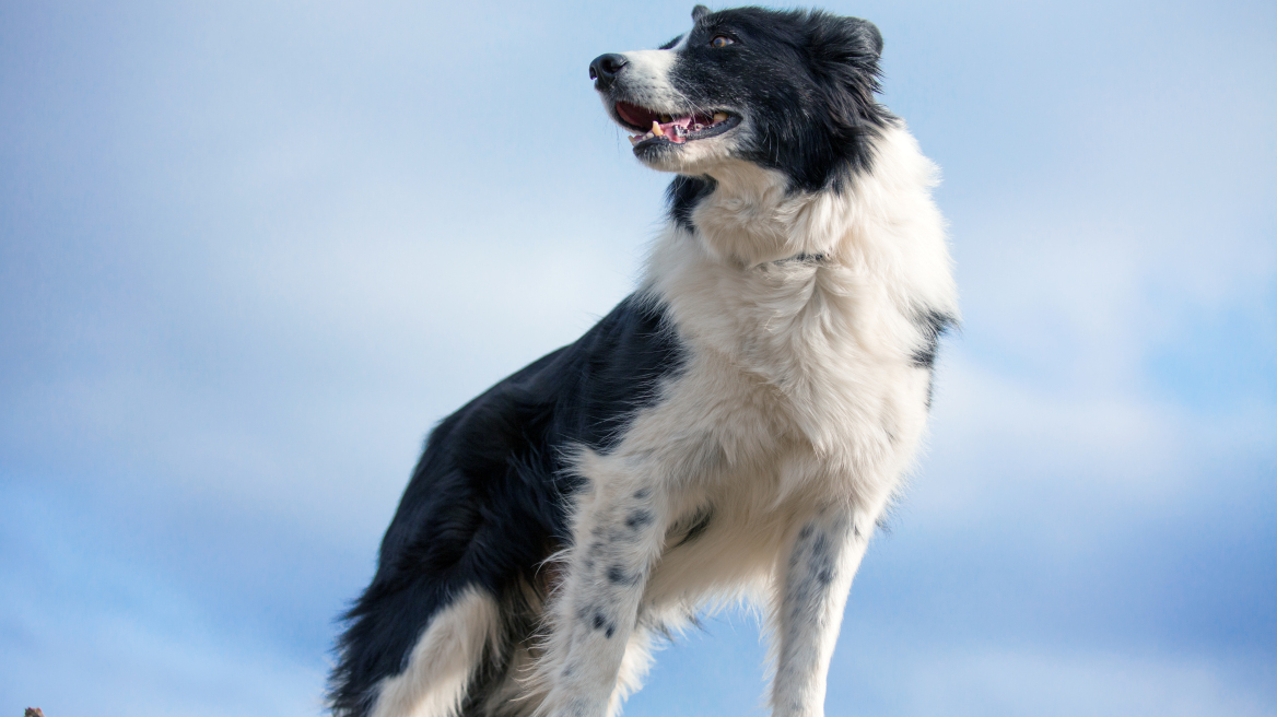 Πυροβόλησε τον σκύλο του γείτονά του στα Καλάβρυτα