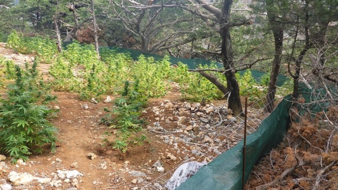 Χανιά: «Ορφανή» χασισοφυτεία με πάνω από 1.700 δενδρύλλια