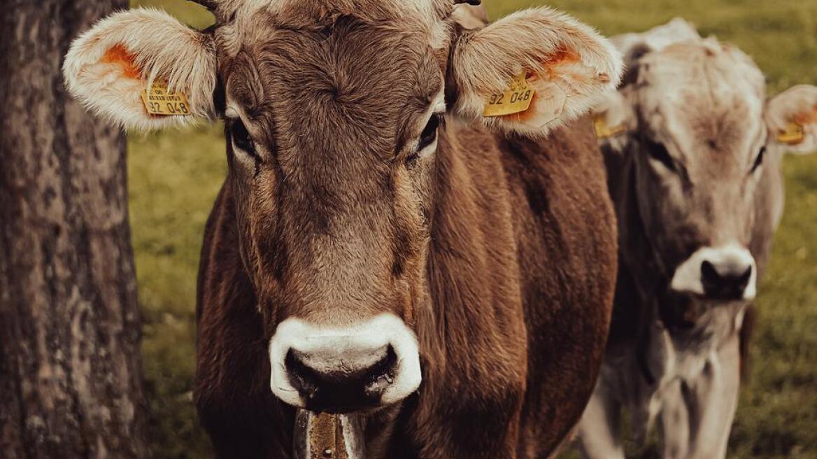 Μέτσοβο: Κεραυνός σκότωσε πέντε αγελάδες