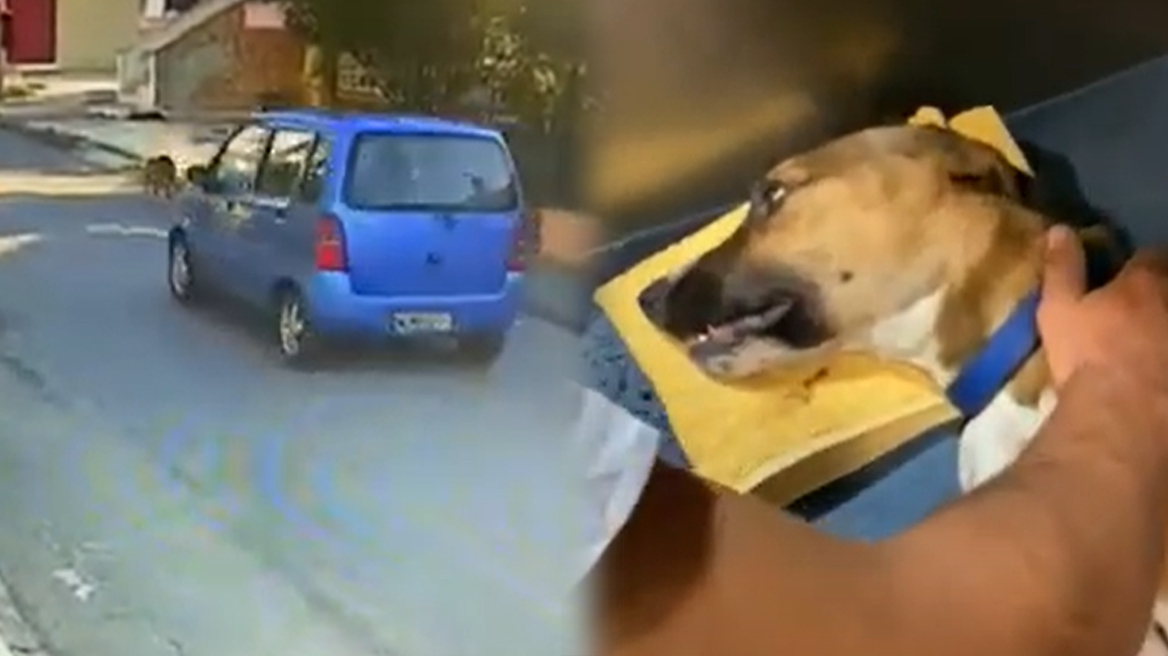 Θεσσαλονίκη: «Πέρασε πάνω από το σκυλί και το εγκατέλειψε αιμόφυρτο» - Τι λέει η ιδιοκτήτρια του Μπρούνο