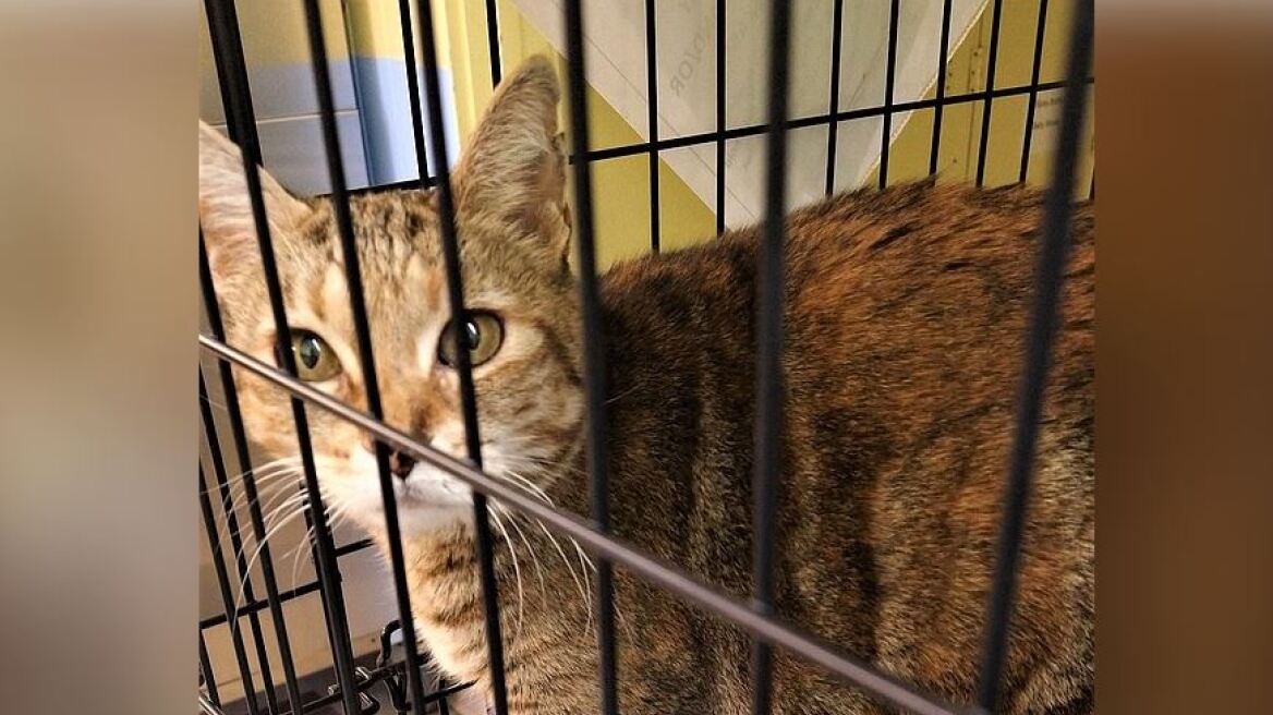 Γάτα βρέθηκε μετά από εννέα χρόνια... 1.610 χιλιόμετρα μακριά από το ράντσο απ' όπου χάθηκε