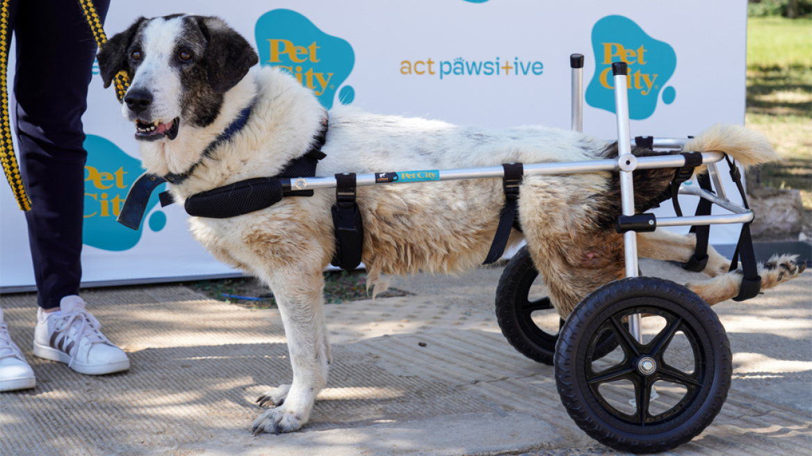 Έτσι μπορούμε να μοιραστούμε την αγάπη μας για τα ζώα