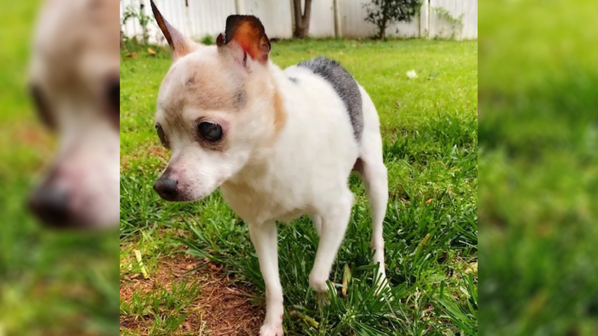 ΗΠΑ: Πέθανε η Πέμπλς, η γηραιότερη σκυλίτσα του κόσμου, σε ηλικία 22 ετών