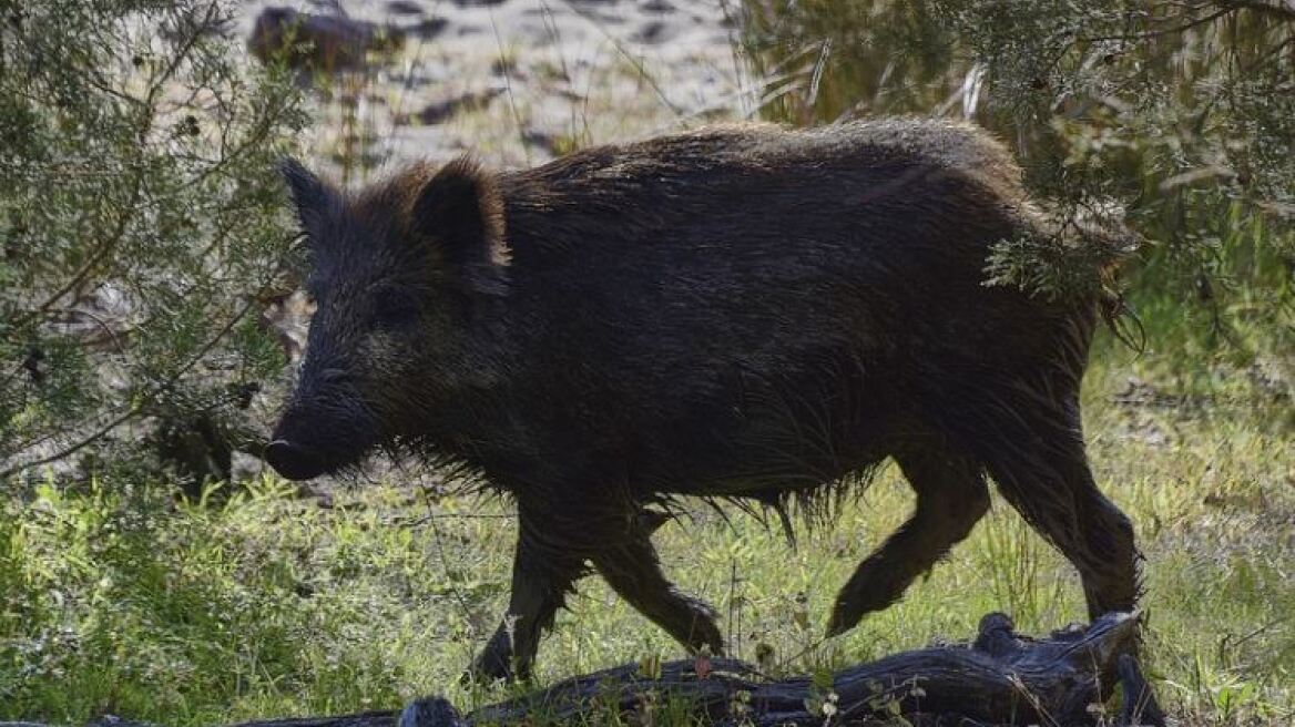 Φθιώτιδα: Χτυπημένο αγριογούρουνο επιτέθηκε και τραυμάτισε κυνηγό στο πόδι