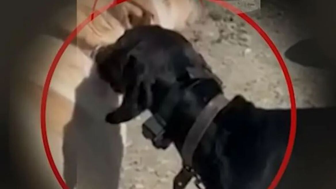 Κρήτη: Ελεύθερος ο 67χρονος που κακοποιούσε σκύλο - «Του την είχαν στημένη» λέει η κόρη του