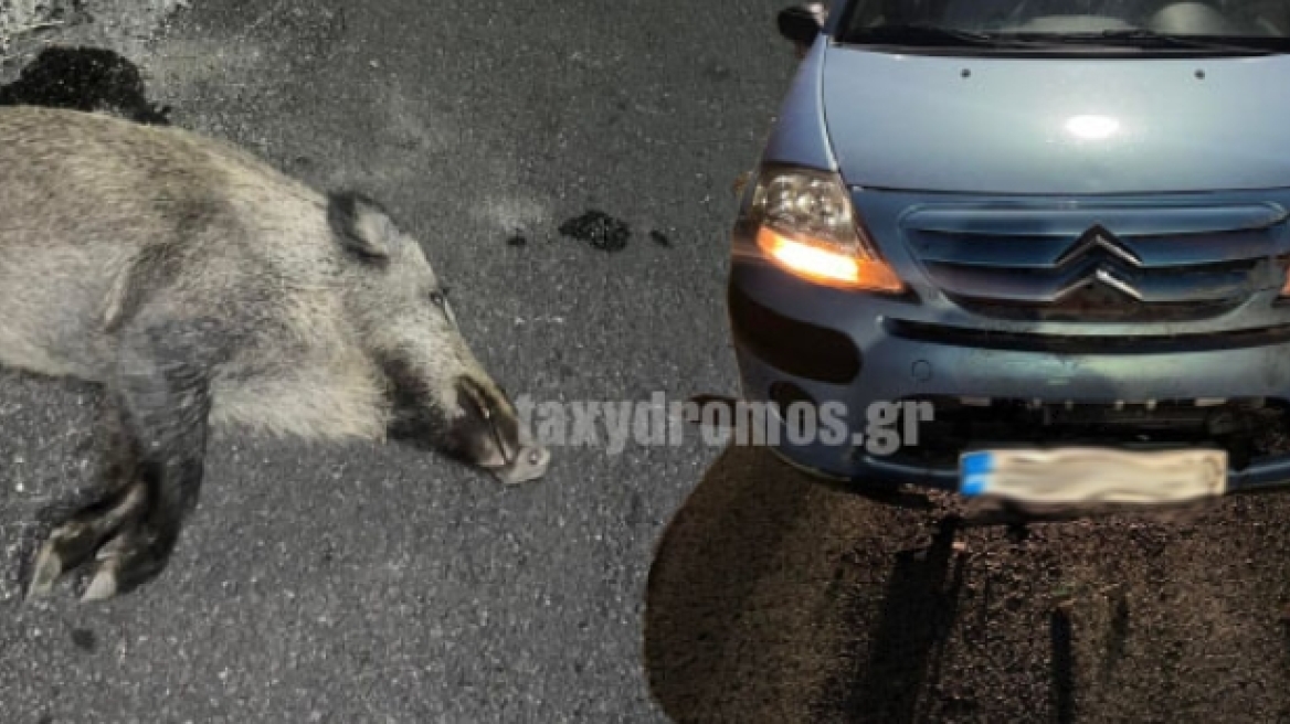 Βόλος: «Μετωπική» σύγκρουση αυτοκινήτου με αγριογούρουνο - Νεκρό το ζώο