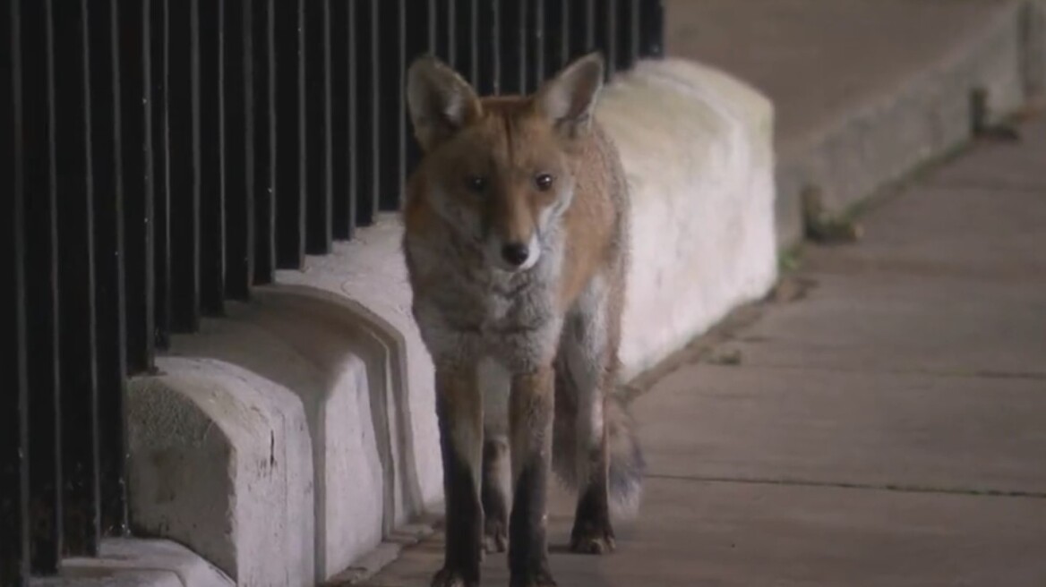 Μια αλεπού «καλωσόρισε» τον Ρίσι Σούνακ στη Ντάουνινγκ Στριτ - Δείτε βίντεο