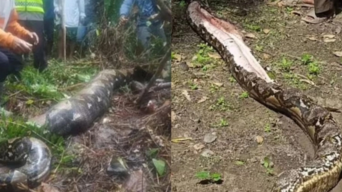 Τρομακτικές εικόνες: Πύθωνας κατάπιε 54χρονη, τον άνοιξαν γείτονες και την βρήκαν μέσα (vid)