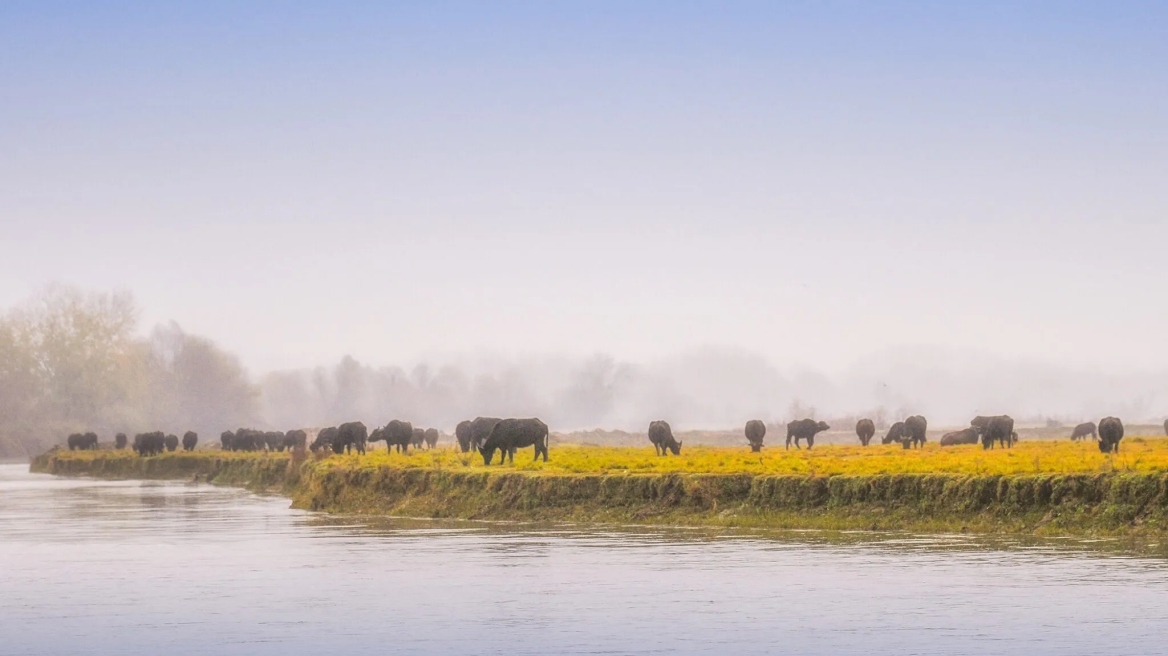 Κερκίνη: Η πανέμορφη λίμνη των Σερρών με τον μεγαλύτερο πληθυσμό νεροβούβαλων στην Ελλάδα