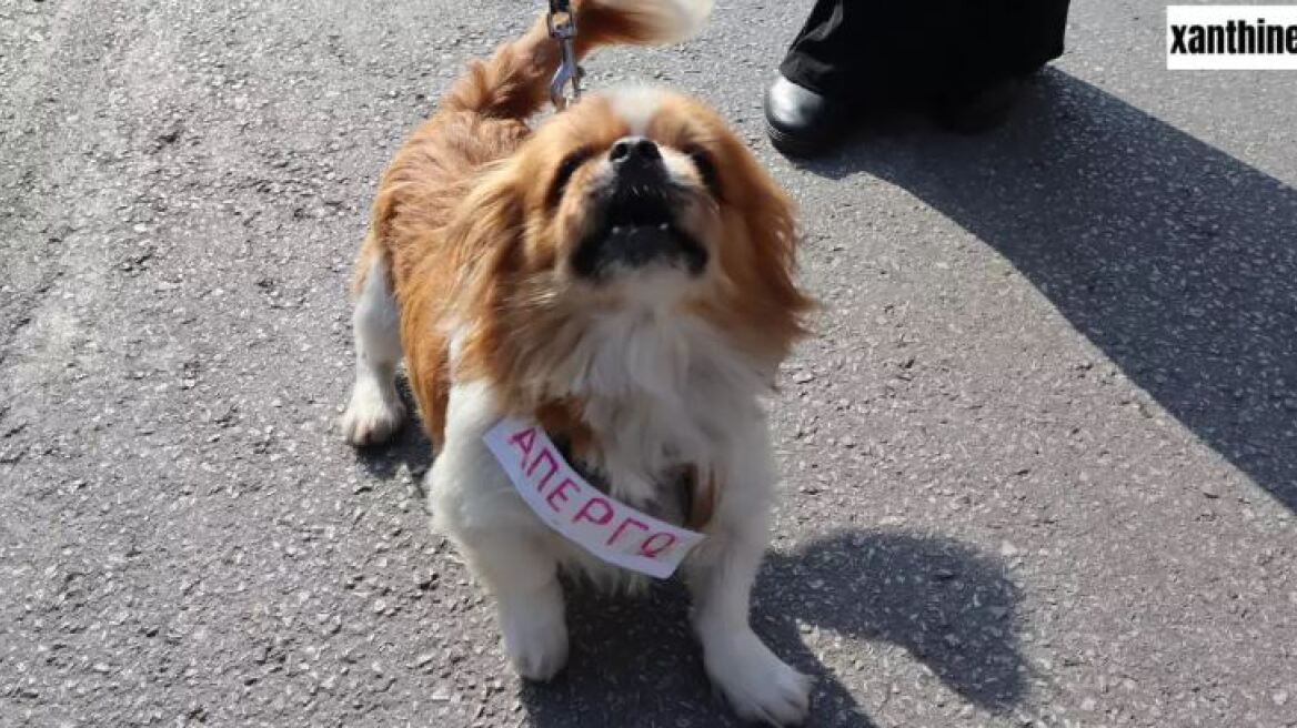 Ξάνθη: Ο σκύλος... απεργός που έκλεψε την παράσταση στην πορεία