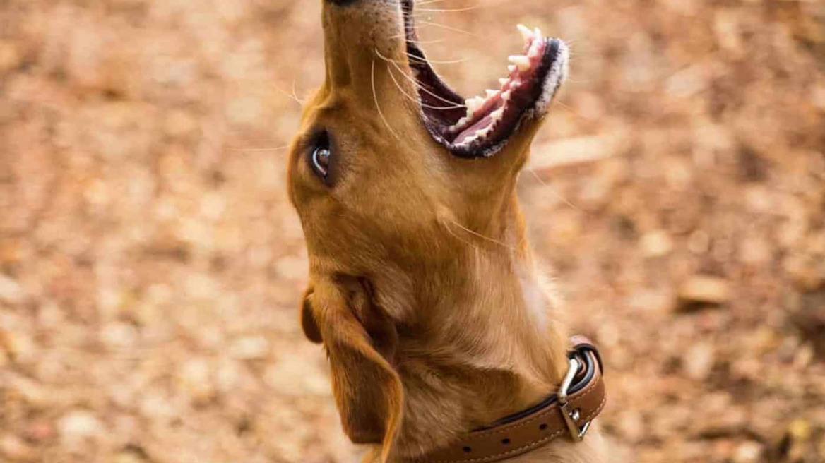 Στο νοσοκομείο 9χρονη μετά από επίθεση σκύλου στο Αγρίνιο