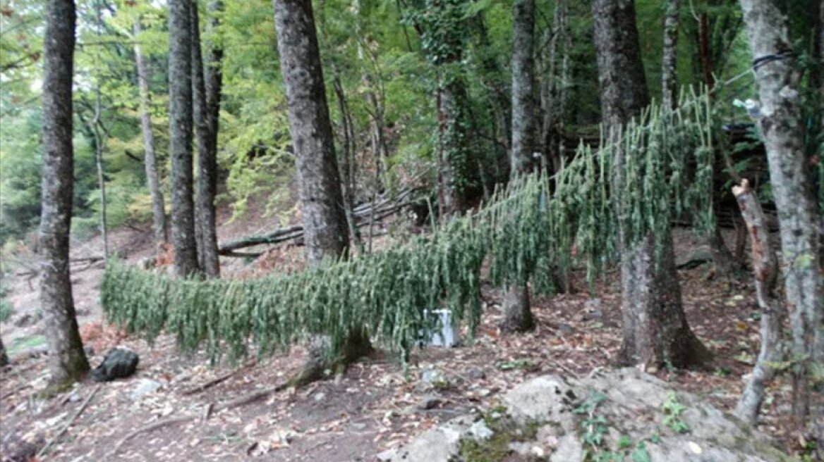 Ελλασόνα: Σεσημασμένος Αλβανός ταυτοποιήθηκε για τη μεγάλη χασισοφυτεία