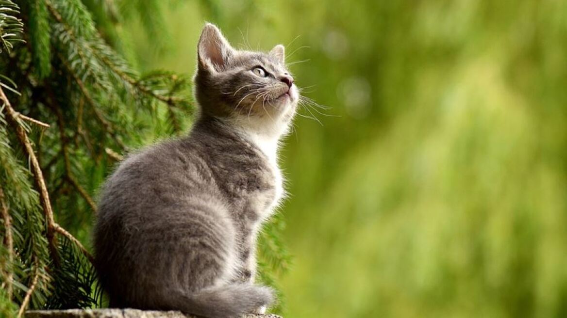 Κρήτη: 74χρονος πυροβόλησε με αεροβόλο όπλο τη γάτα του γείτονά του